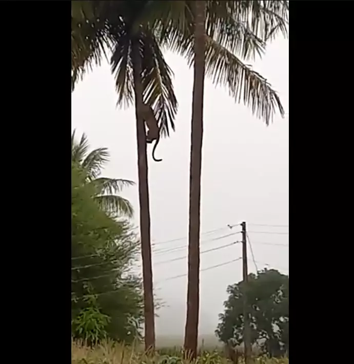 WATCH: Leopards racing up a coconut tree