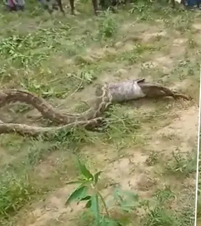  Video: Giant python swallows jackal in UP’s Sitapur