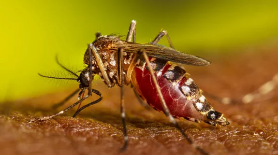 Dengue infections surge in Delhi