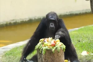 Kolkata zoo’s star chimpanzee Babu celebrates 34th birthday in style