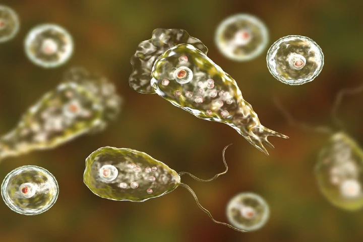 New study finds amoeba that causes fatal brain disease