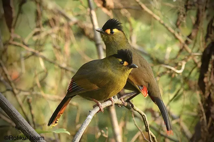 Rare Bugun Liocichla bird spotted in Arunachal Pradesh