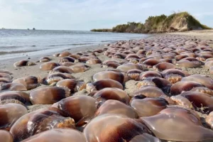 Thousands of cannonball jellyfish at US beach amazes scientists