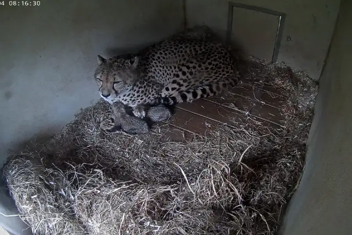 US zoo welcomes two new Cheetah cubs as species turning rare