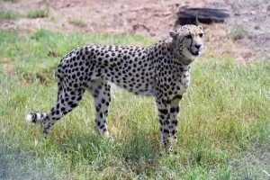 African Cheetahs in India doing well, enjoying buffalo meat