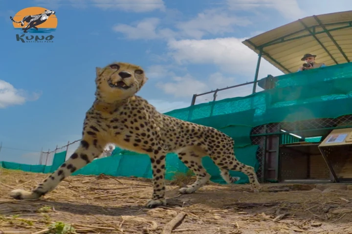 New task force set up to monitor movement of Cheetahs  in Kuno National Park