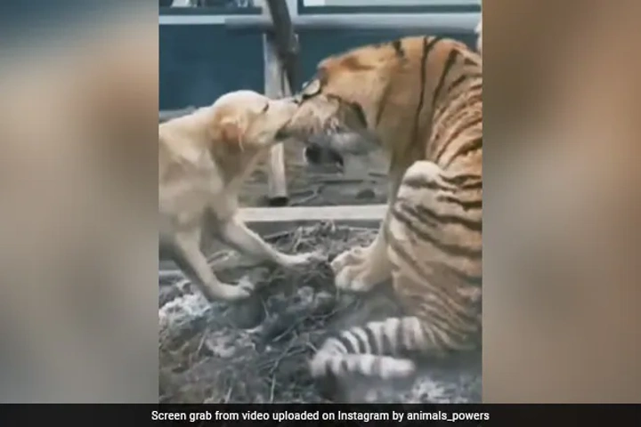 WATCH: Dog bites into Tiger’s ear and doesn’t let go