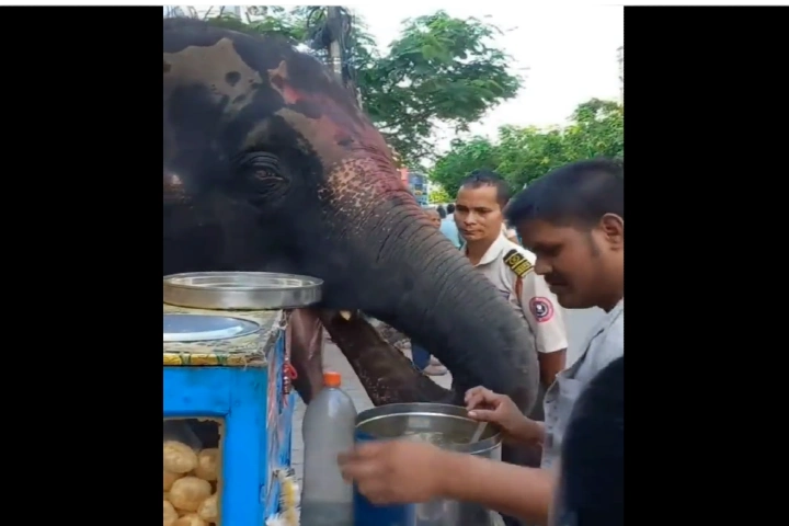 WATCH: Elephant enjoying gol gappas in Assam