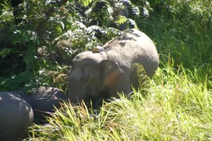 Tripura to use GPS collar for elephants to curb conflict with humans