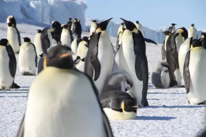 Climate change poses big threat to Emperor Penguins
