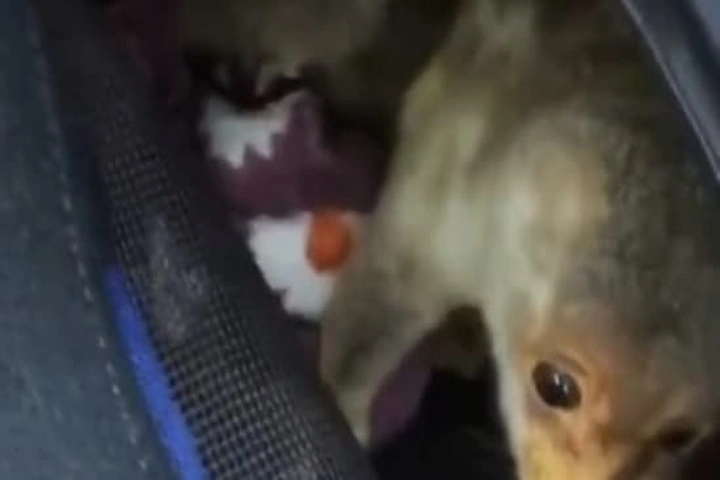 Video: Five exotic mongooses rescued from smuggler at Chennai airport