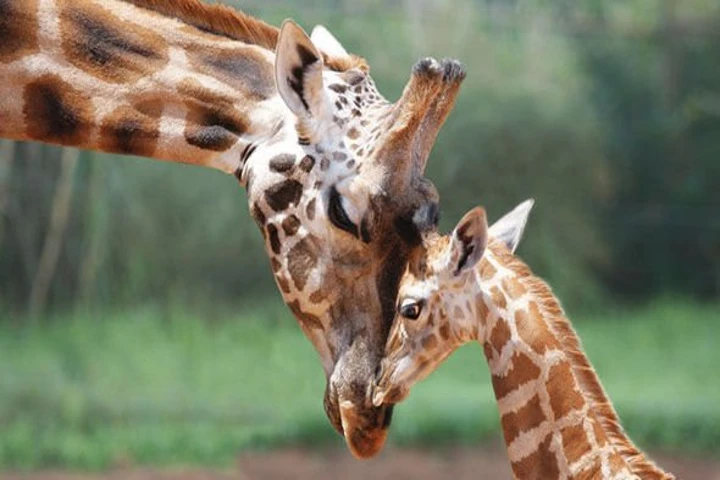 Giraffes coming to Karnataka’s Hampi Zoo soon