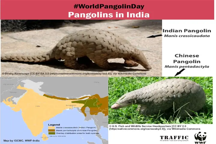 Indian Pangolin Species