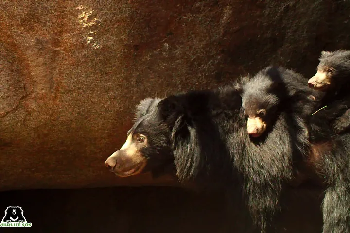 Oct 12 declared World Sloth Bear Day recognising rare Indian species