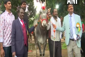 Rs.1 crore offered for prized Hallikar breed bull in Karnataka
