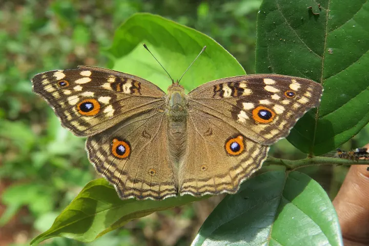 Lemon Pansy