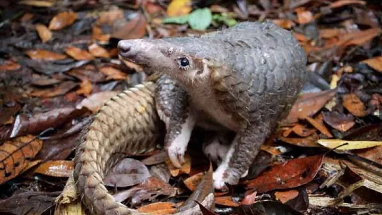 Andhra and Eastern Ghats Wildlife society join to save Indian pangolin