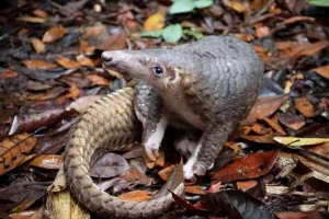Andhra joins hands with NGO to save Indian pangolin from ruthless traffickers