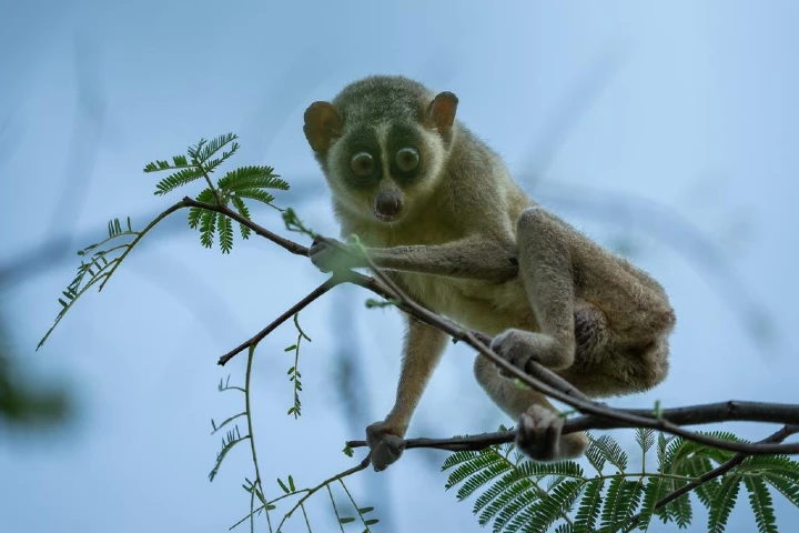 India gets first sanctuary for slender loris primates in Tamil Nadu