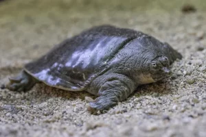 Rare Indian turtles hatch in US zoo after 20 years