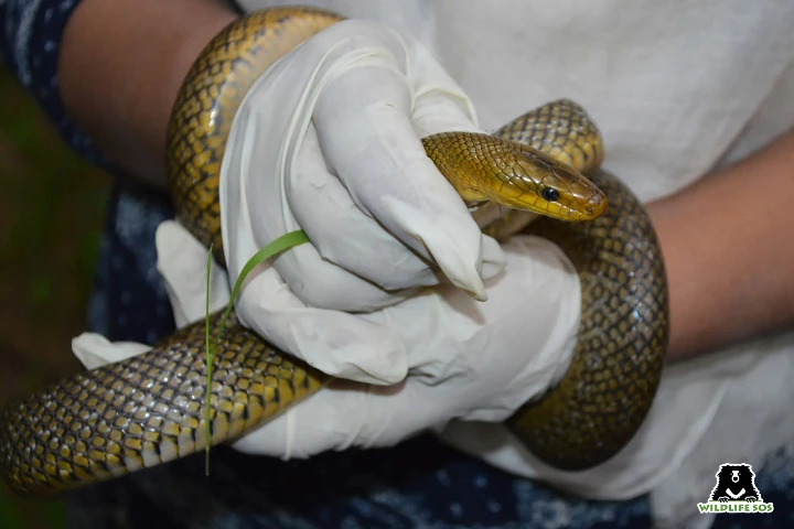 Snake triggers scare in Srinagar school