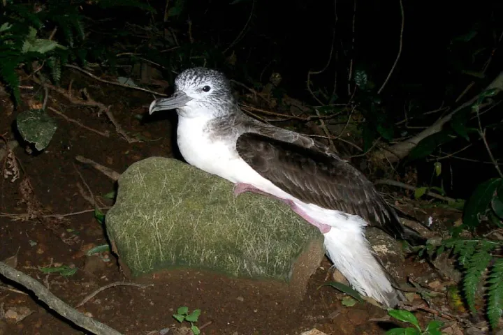 Japan’s seabirds survive severe storms by flying right into them