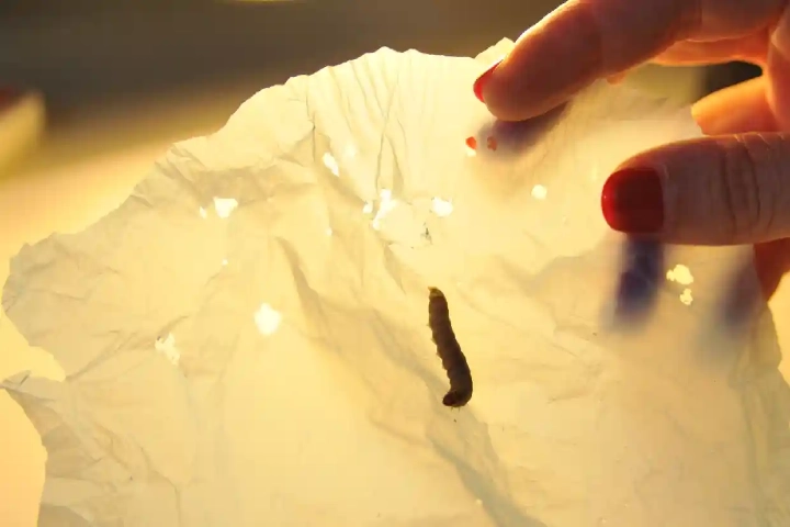 How Wax Worm larvae may become the silver bullet to rid the planet of plastic waste