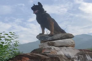 Army dog Zoom fights terrorists despite being hit by two bullets