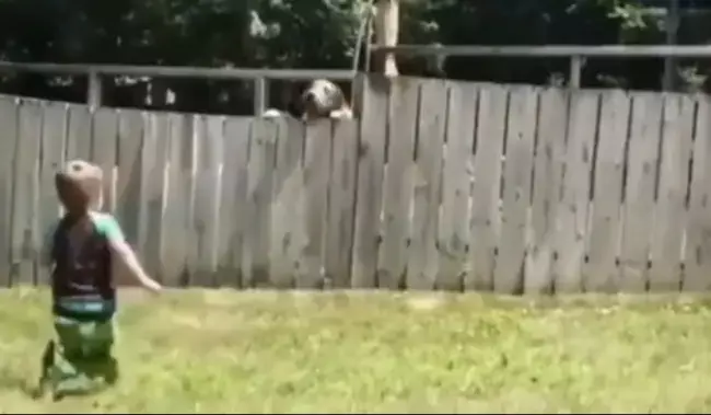 Viral Video: 2-year-old boy playing fetch-ball with neighbour’s dog over fence 