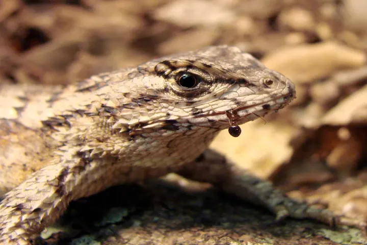 New study finds lizards eat poisonous ants for immunity against lethal stings