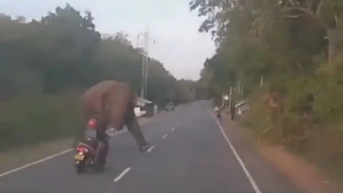  Video: Reckless woman scooterist saved from crashing into wild elephant at last moment