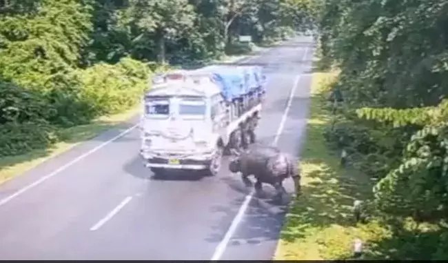 Watch: Truck rams into rhinoceros  on Assam highway