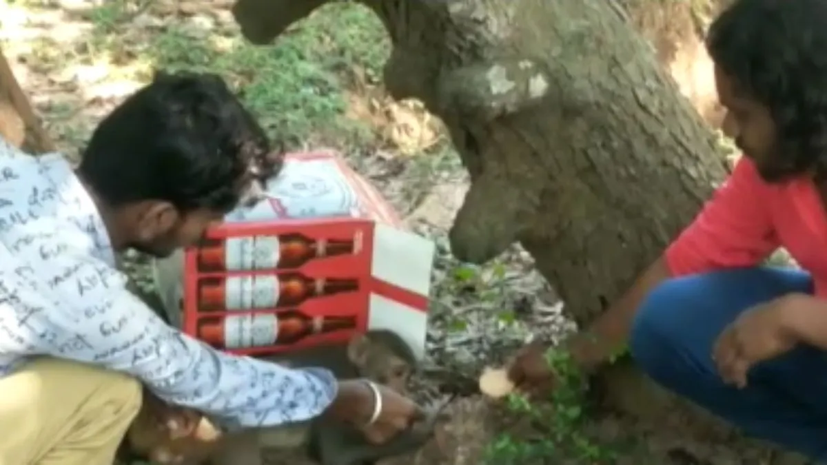 Dozens of monkeys found dead in Andhra’s Srikakulam