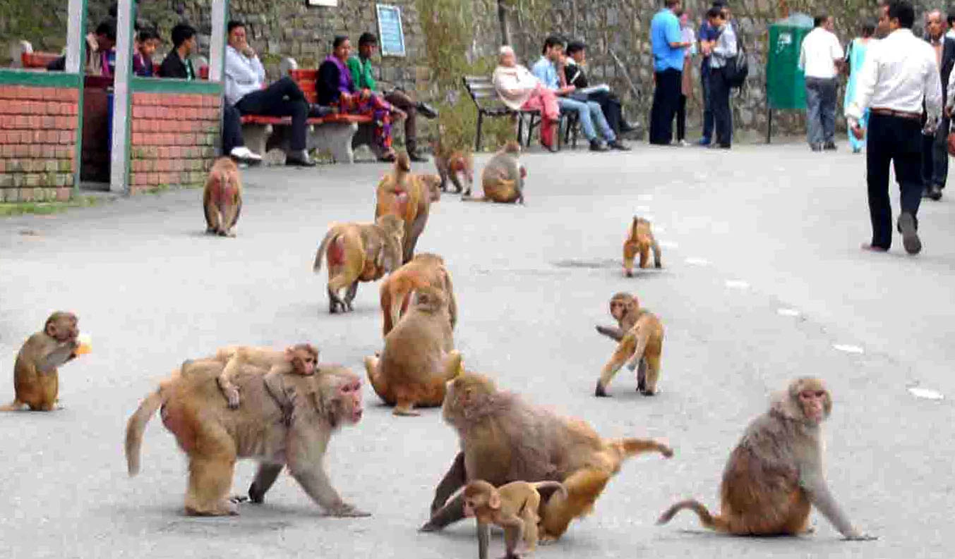Monkey population declines by 50 % in Himachal following mass sterilisations