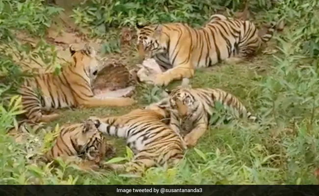 Video: Wild tigress and her 5 cubs enjoying hearty meal