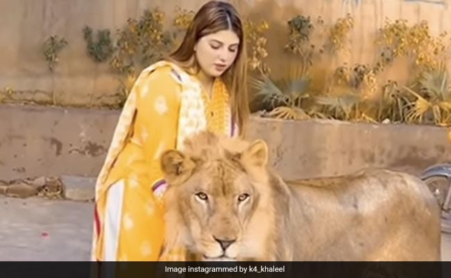 Watch: Young lady playing with pet lion