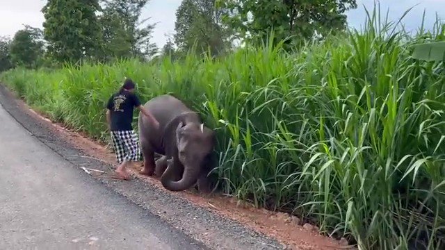 Watch: Girl rescues baby elephant stuck in the mud