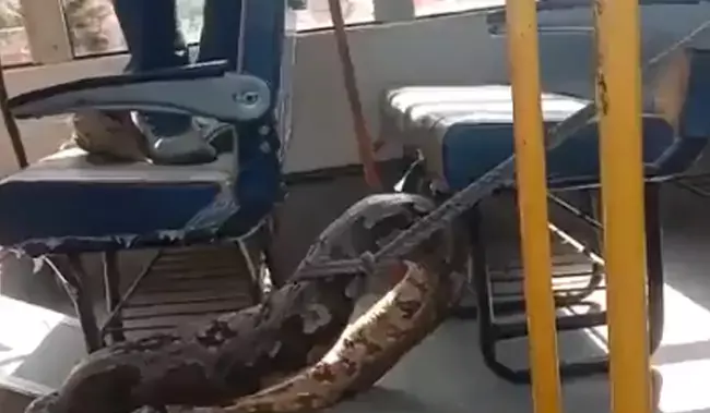 Watch: Massive python creeps into school bus in Raebareli