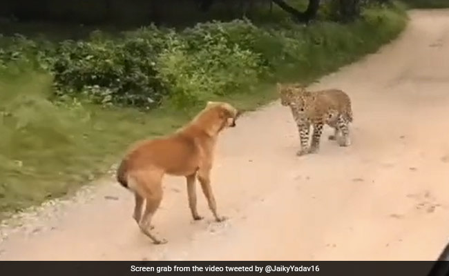 Viral video: Brave dog fights off ferocious leopard