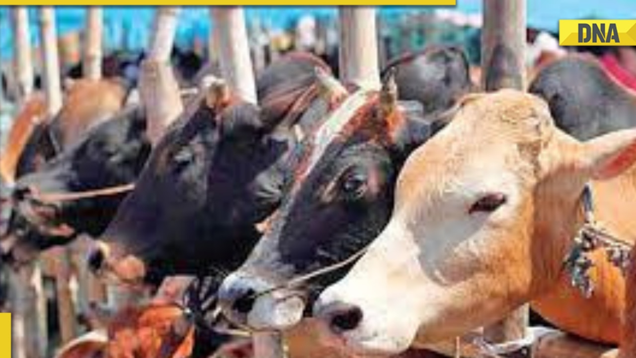 29 cows found dead in truck near Mathura