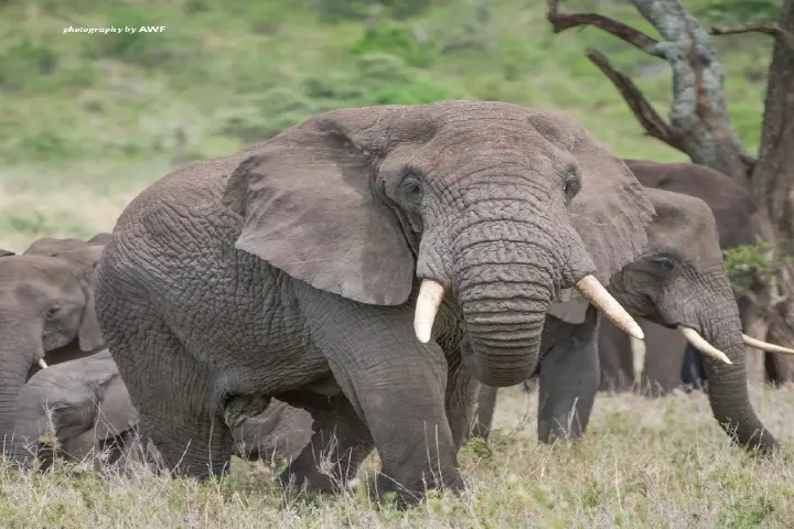 New study finds how elephants use trunk for multitasking