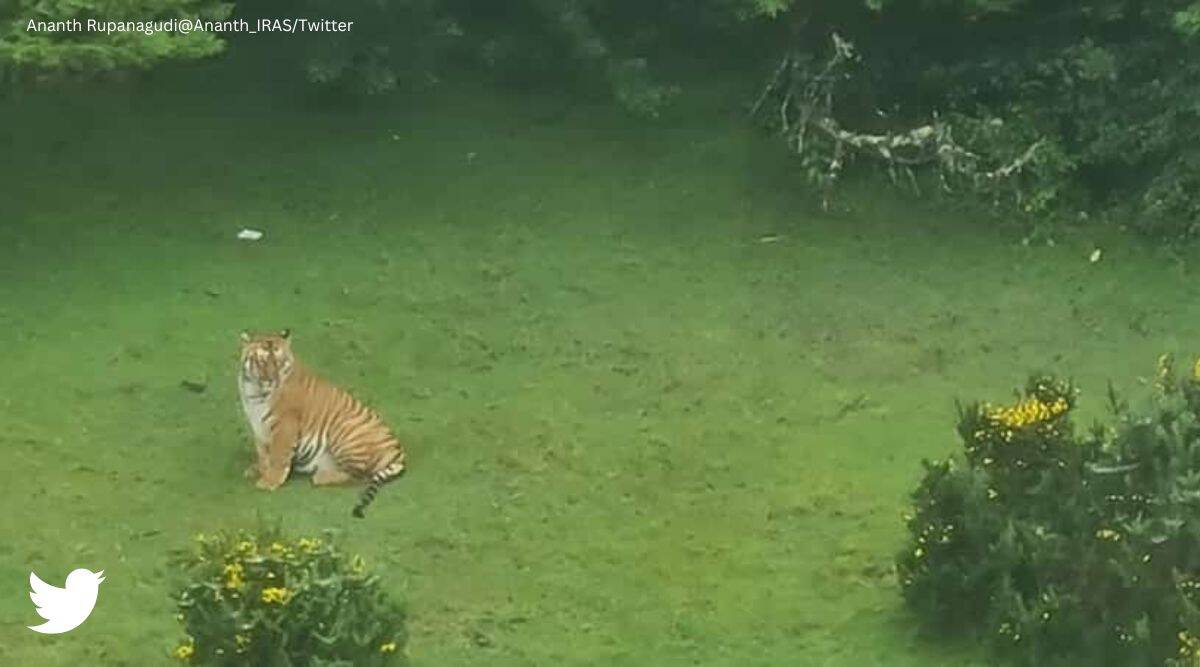 Video: Tiger at Tamil Nadu’s Ooty Golf Course