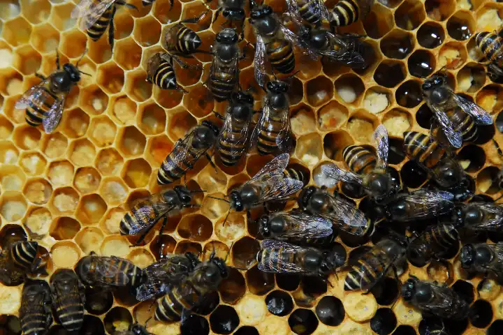 New honey bee species discovered in India after more than 200 years