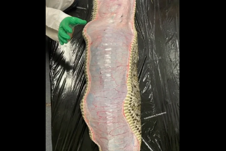 Burmese Python with alligator in stomach