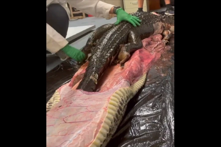 Florida’s 18-foot-long Burmese python stomach reveals a 5-foot-long alligator