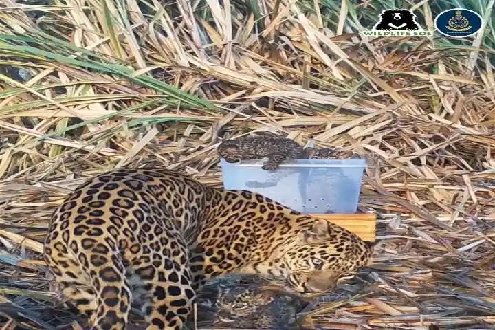 Camera trap captures mother leopard reuniting