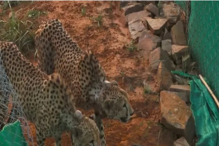 Cheetahs make their first kill after being freed from quarantine at Kuno