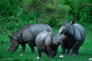 Why the horns of rhinos are becoming smaller over time 