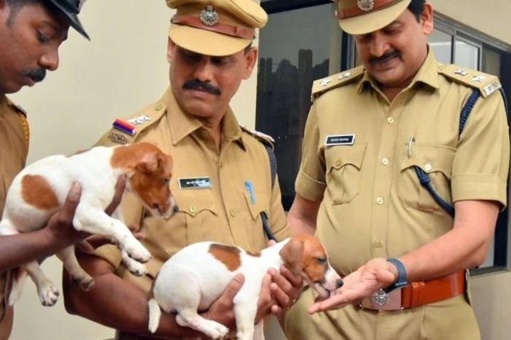 4 Jack Russell terrier puppies join Kerala Police dog squad
