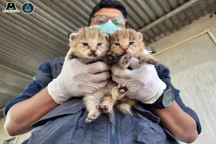Jungle Cat Kittens1